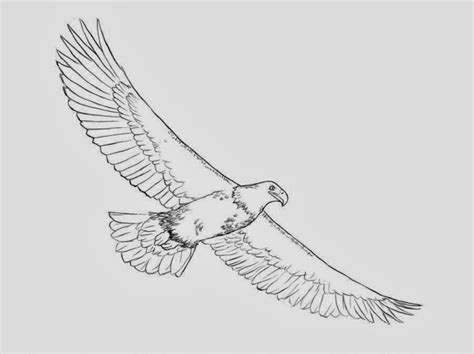 Soaring Eagle Sketch at PaintingValley.com | Explore collection of Soaring Eagle Sketch