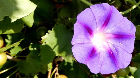 purple morning glory | A light purple morning glory, in morn… | Flickr