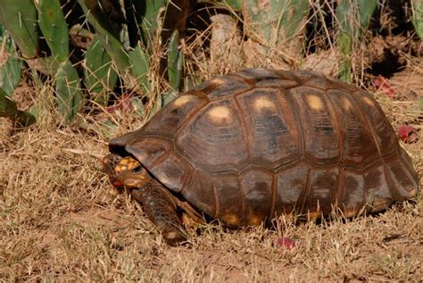 Premium Photo | Redfooted tortoise geochelone carbonaria gran chaco paraguay