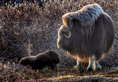 Nome, Alaska Photo Trip Report 2023 - Van Os Photo Safaris