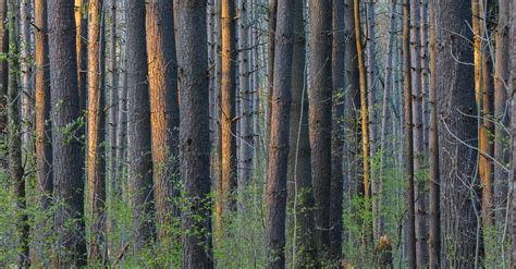 Footpath in Forest · Free Stock Photo