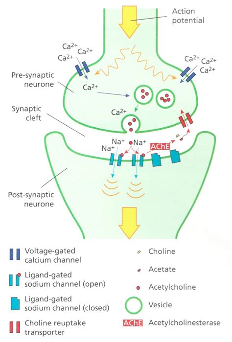 From Trial to Treatment: Ever Wondered How Alcohol Affects the Nervous ...