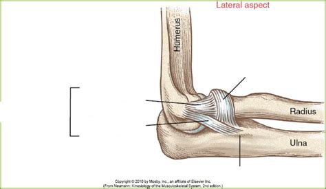 elbow ligaments Diagram | Quizlet