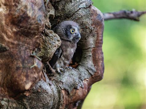 Boreal Owl Bird Facts (Aegolius funereus) | Birdfact