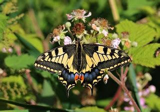 swallowtail butterfly | Having spoken to the reserve manager… | Flickr