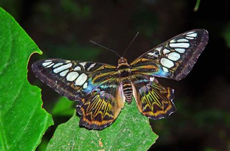 Blue Clipper Butterfly – Nature-images.org