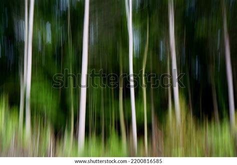 Forest Line Art: Over 31,392 Royalty-Free Licensable Stock Photos | Shutterstock