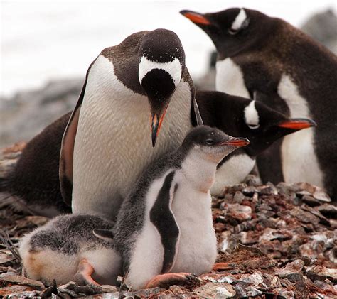 Baby Gentoo Penguin Chicks in Antarctica - WOW!!!