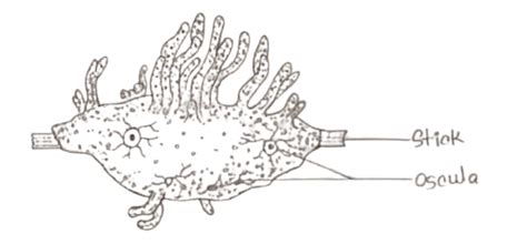 Spongilla - Diagram, Habitat, Reproduction