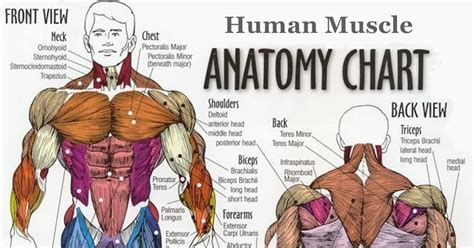 Muscle Group Diagram