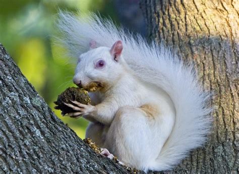 Amazing White Tailed Squirrel - 5 Things You Need to Know!