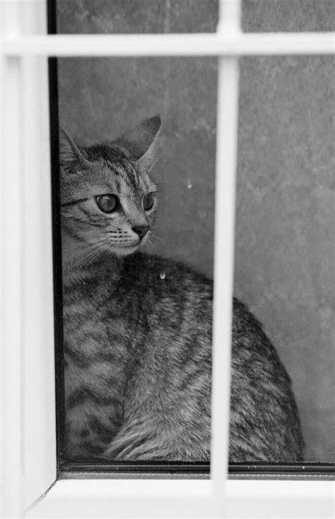 Curious cat | Canon EOS 3 Canon EF 135mm f2 Ilford Delta 100… | Flickr