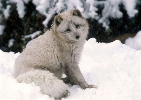 Arctic Fox Behavior - AnimalBehaviorCorner