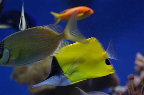 Free Stock Photo 1297-tropical_fish_0991.JPG | freeimageslive