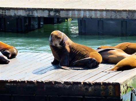 7 things you didn’t know about California sea lions - Sightseeing Scientist