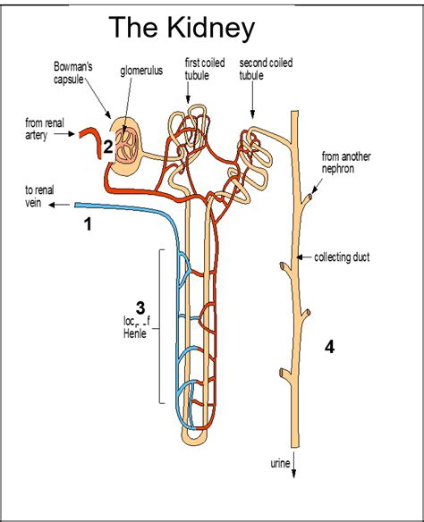 Osmoregulation Diagram | Quizlet