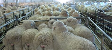 NSW Parliament rejects ban on sheep mulesing