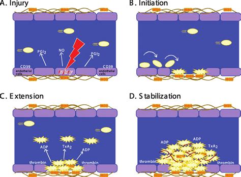 Stages in platelet plug formation. A classical model. (A) Prior to ...