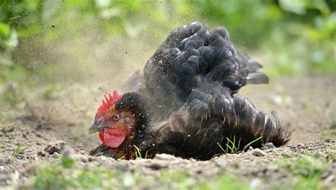 7 Natural Ways to Treat Chicken Mites and Stop Them Returning