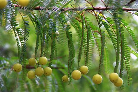 Tropical Gardening: What tree did Parameswara really see in Malacca?