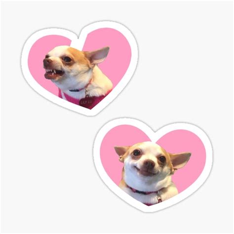 "Angry Chihuahua / Happy Chihuahua Meme Pink Heart Design" Sticker for ...