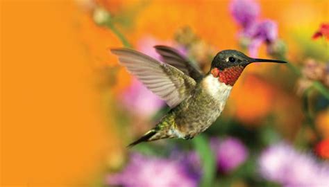 All About Hummingbirds and How to Attract Them - Wild Birds Unlimited | Wild Birds Unlimited