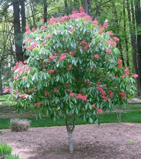 2 DWARF RED BUCKEYE TREES 9-12" TALL Plants & Seedlings Home & Garden Home