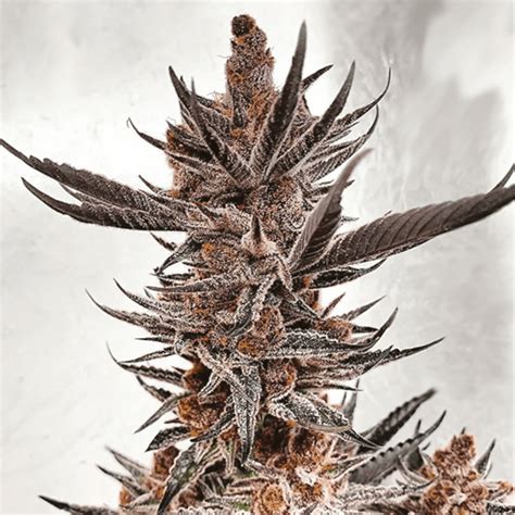 NukeHeads: Purple Tropicana Cookies Auto Fem Seeds | Leafly