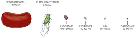 What is the coronavirus? Virus science explained - Caltech Science Exchange