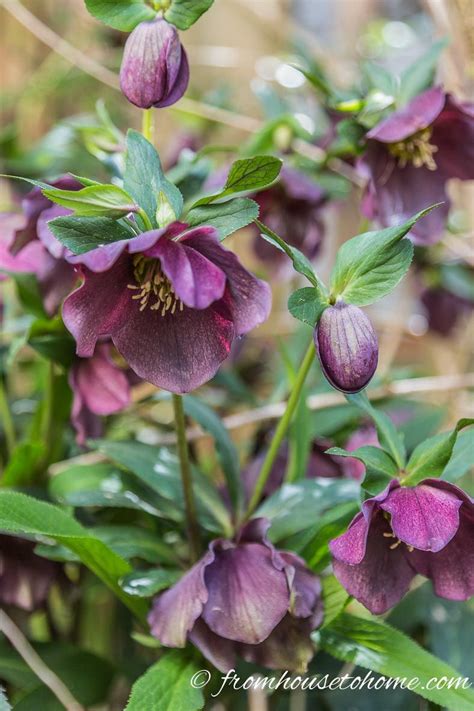 15 Stunning Perennials That Thrive in the Shade | This list of easy to grow shade perennials is ...