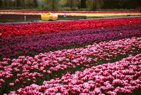 Millions of tulips have burst into colour at this Chilliwack festival (PHOTOS) | Listed