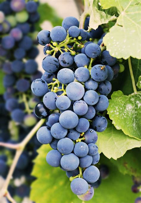 Types of Grapes; A Dive Into 20 Best Varieties Around The World