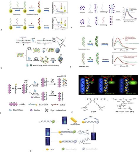 (A) Schematic representation of the bio-assay for DNA methylation... | Download Scientific Diagram