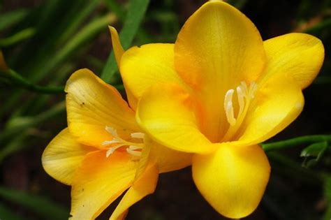 Freesia Flower Language Meaning | Best Flower Site