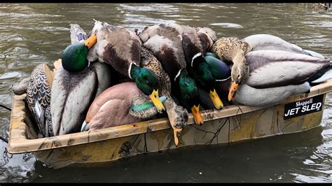 Duck Hunting 2019 | Windy Day Mallards!! - YouTube