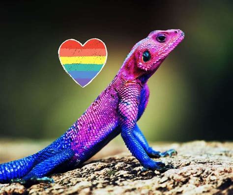 What lizards change colors?