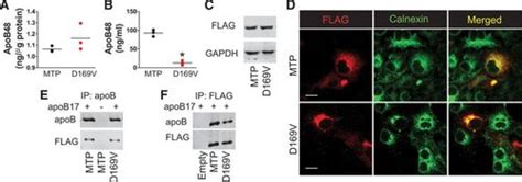 Novel Abetalipoproteinemia Missense Mutation Highlights the Importance ...