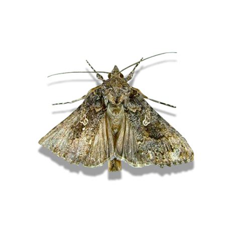 Trichoplusia ni, Cabbage Looper Moth - Russell IPM