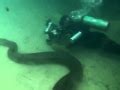 Scuba Diving with Anacondas
