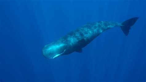 Sperm Whales and Giant Squid: Just-So Story and Co-Evolution