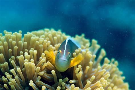 Wallpaper : animals, underwater, coral reef, habitat, natural ...