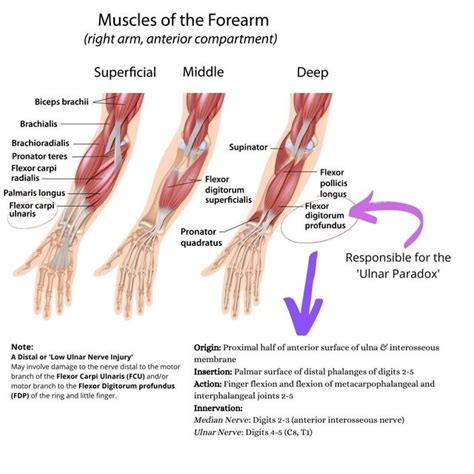 Ulnar Nerve SpringerLink | eduaspirant.com