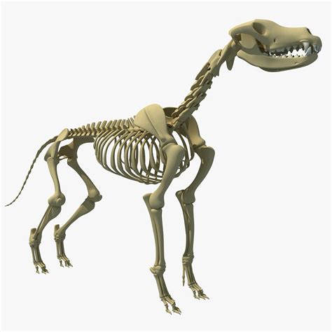 dog skeleton 3d model