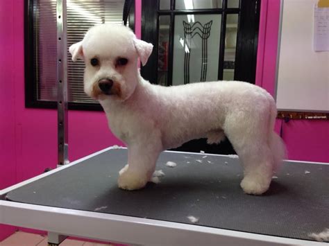 Bichon. Suburban Style. Groomer Marie Dye at Pretty Paws Grooming (UK ...