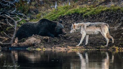 Yellowstone grizzly 791 defends elk kill from grey wolf - YouTube