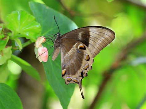 The spectacular Ulysses Swallowtail, Papilio ulysses