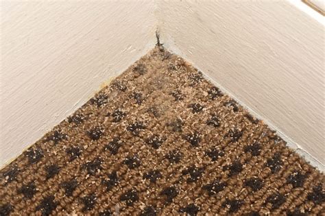 Termite Awareness Week: What to Know as Warm Weather Approaches