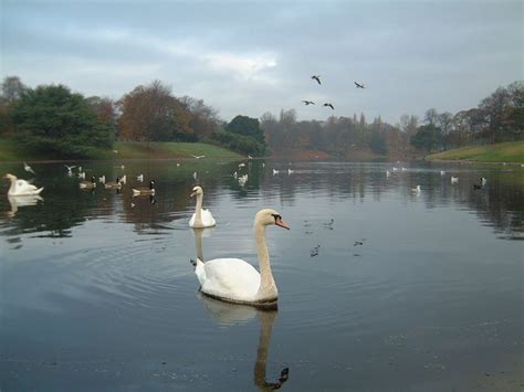 Swans on Sefton Park lake, Liverpool, England Where Did It Go, Public Square, Beneath, Lake ...