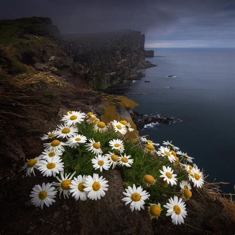 Interesting Photo of the Day: Radiant Flowers in Darkness