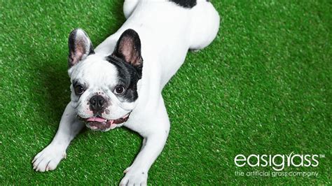 Common Questions Around Artificial Grass & Dogs | Easigrass